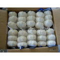 2016 New Crop Chinese Pure White Garlic